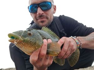 Ballan Wrasse