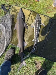 Sturgeon