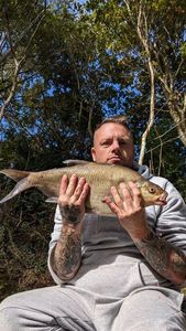 Common Bream