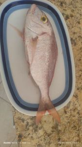 Pajeot