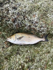 Salema