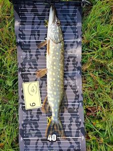 Northern Pike