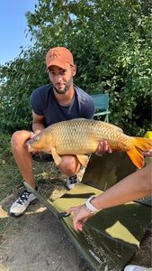 Common Carp