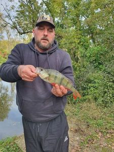 European Perch