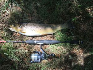 Brown Trout