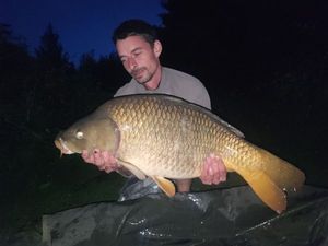 Common Carp