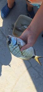 White Seabream