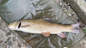 Barbel