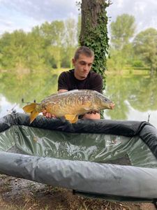 Mirror Carp