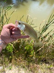 Largemouth Bass