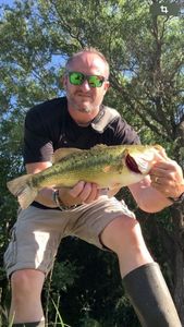 Largemouth Bass