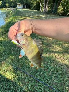 European Perch