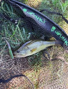 Largemouth Bass