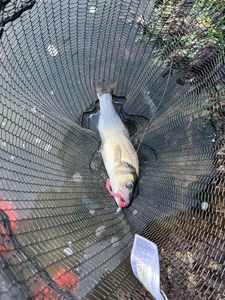 European Bass (Seabass)