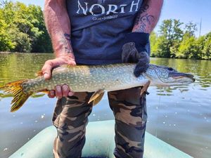 Northern Pike