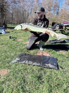 Sturgeon