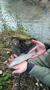 Brown Trout