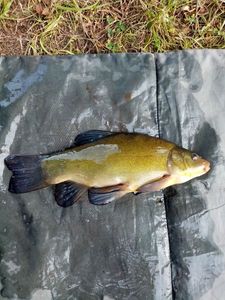Tench