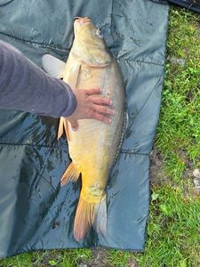 Mirror Carp