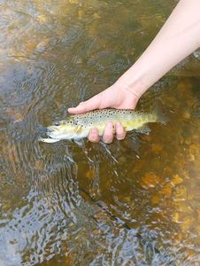 Brown Trout