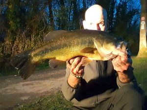 Largemouth Bass