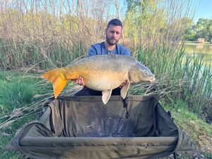 Mirror Carp