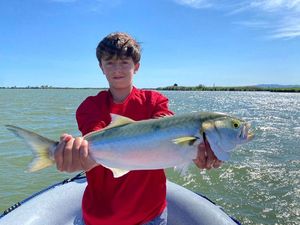 Bluefish