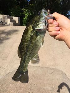Largemouth Bass