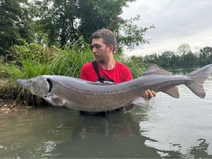 Siberian Sturgeon