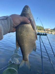 Common Bream