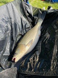 Grass Carp