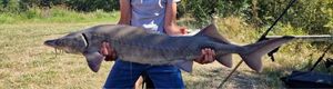 Sturgeon