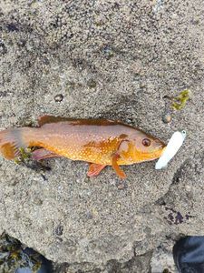 Ballan Wrasse