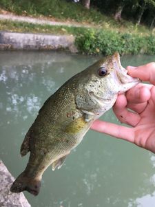 Largemouth Bass