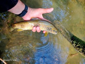 Brown Trout