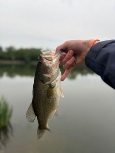 Largemouth Bass