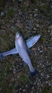 Rainbow Trout