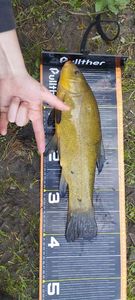 Tench