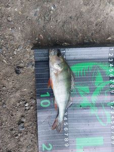 Yellow Perch