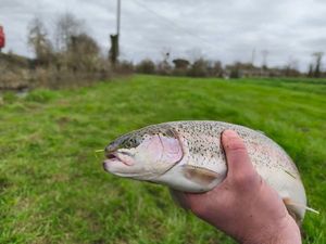 Rainbow Trout