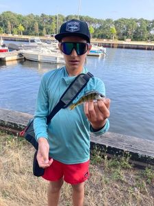 European Perch