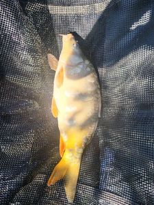 Mirror Carp