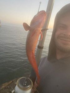 European Squid