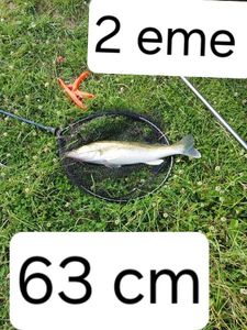 Zander