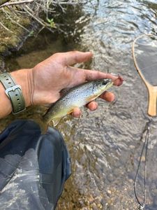 Brown Trout