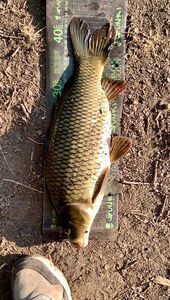 Common Carp