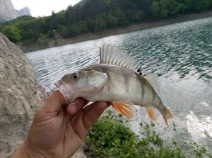 European Perch