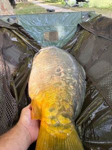 Leather Carp