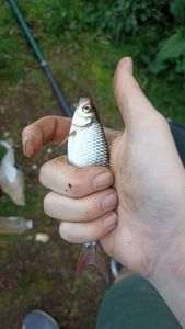 Roach