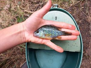 Green Sunfish